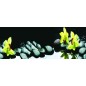 Glas Küchenrückwand 6 mm ESG Motive KRWM-0300
