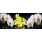 Glas Küchenrückwand 6 mm ESG Motive KRWM-0413 Glas Küchenrückwand 6 mm ESG Motive KRWM-0413