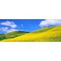Glas Küchenrückwand 6 mm ESG Motive KRWM-0431 Glas Küchenrückwand 6 mm ESG Motive KRWM-0431