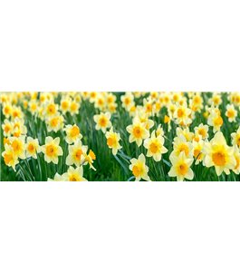 Glas Küchenrückwand 6 mm ESG Motive KRWM-0443