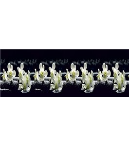 Glas Küchenrückwand 6 mm ESG Motive KRWM-0459