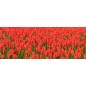 Glas Küchenrückwand 6 mm ESG Motive KRWM-0595