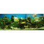 Glas Küchenrückwand 6 mm ESG Motive KRWM-0624