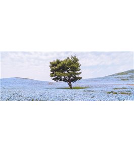 Glas Küchenrückwand 6 mm ESG Motive KRWM-0876