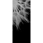 Ganzglastür Pusteblume II gelasert auf Klarglas Ganzglastür Pusteblume II gelasert auf Klarglas